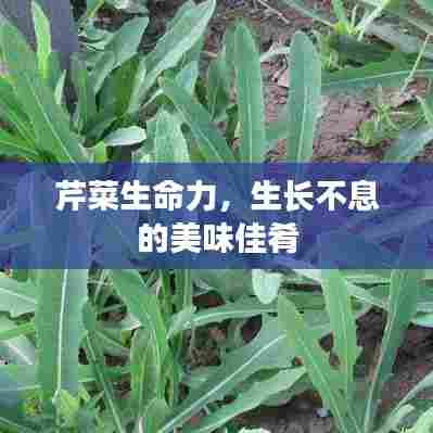 芹菜生命力，生长不息的美味佳肴