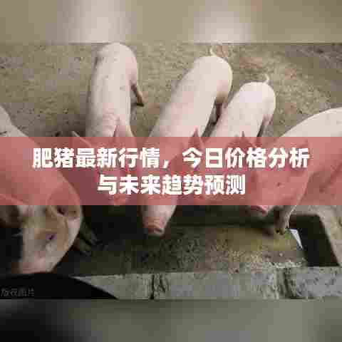 肥猪最新行情，今日价格分析与未来趋势预测