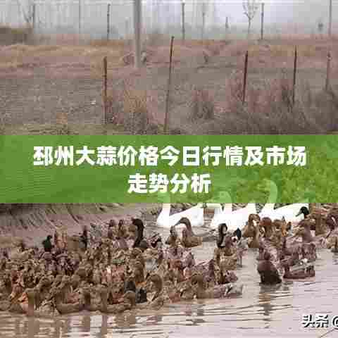邳州大蒜价格今日行情及市场走势分析