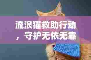 流浪猫救助行动，守护无依无靠的小生命