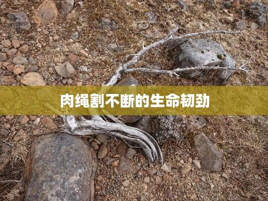 肉绳割不断的生命韧劲