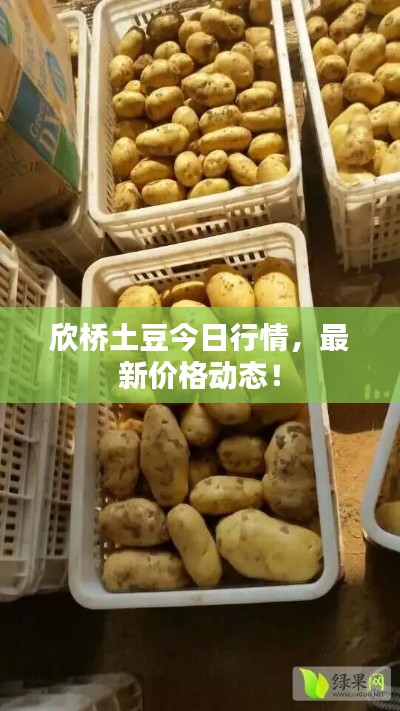 欣桥土豆今日行情，最新价格动态！
