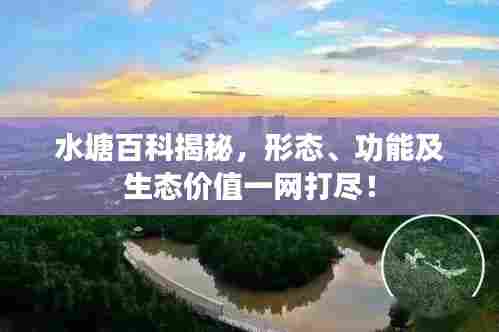 水塘百科揭秘，形态、功能及生态价值一网打尽！