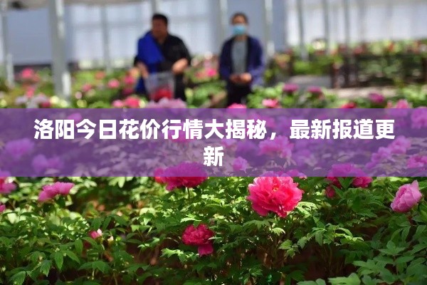 洛阳今日花价行情大揭秘，最新报道更新