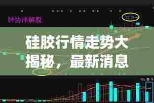 硅胶行情走势大揭秘，最新消息与趋势分析