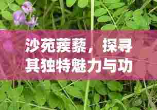 沙苑蒺藜，探寻其独特魅力与功效