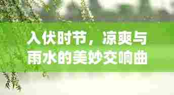 入伏时节，凉爽与雨水的美妙交响曲