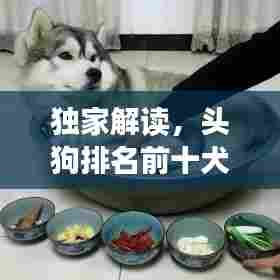 独家解读，头狗排名前十犬种，忠诚与智能双料冠军揭秘！