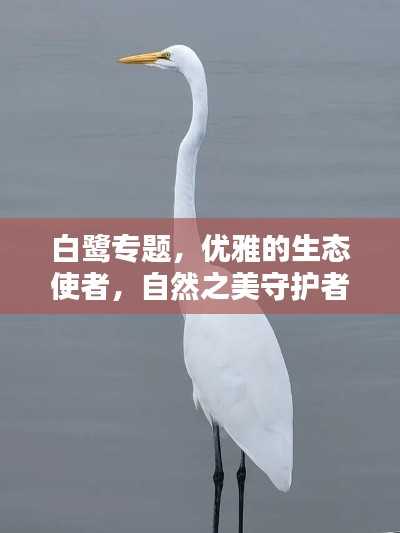 白鹭专题，优雅的生态使者，自然之美守护者