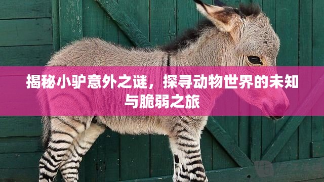 揭秘小驴意外之谜，探寻动物世界的未知与脆弱之旅