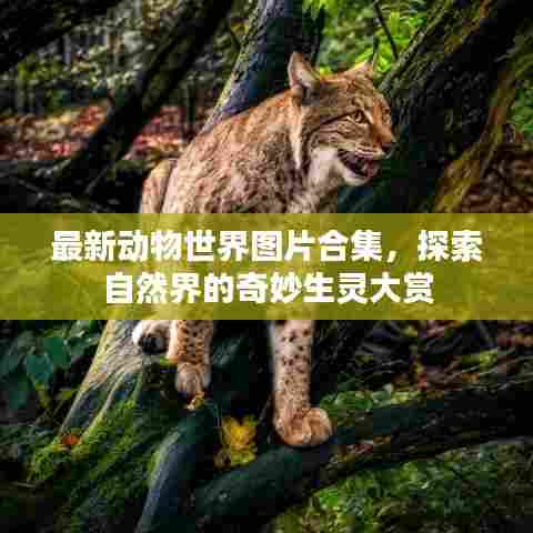 最新动物世界图片合集，探索自然界的奇妙生灵大赏