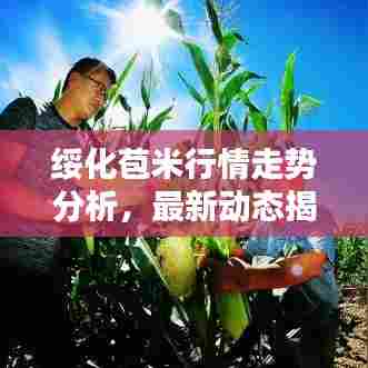 绥化苞米行情走势分析，最新动态揭秘
