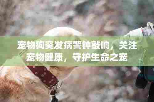 宠物狗突发病警钟敲响，关注宠物健康，守护生命之宠