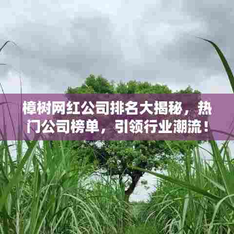 樟树网红公司排名大揭秘，热门公司榜单，引领行业潮流！