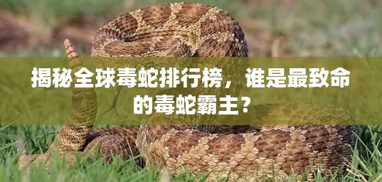 揭秘全球毒蛇排行榜，谁是最致命的毒蛇霸主？