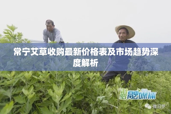 常宁艾草收购最新价格表及市场趋势深度解析