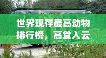 世界现存最高动物排行榜，高耸入云的巨兽榜单揭秘！