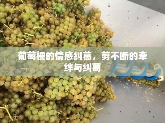 葡萄梗的情感纠葛，剪不断的牵绊与纠葛