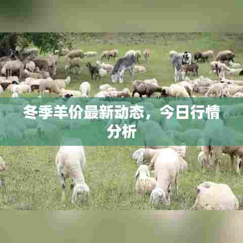 冬季羊价最新动态，今日行情分析