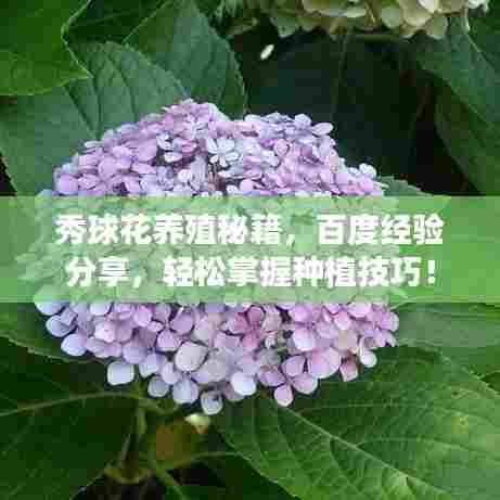 秀球花养殖秘籍，百度经验分享，轻松掌握种植技巧！