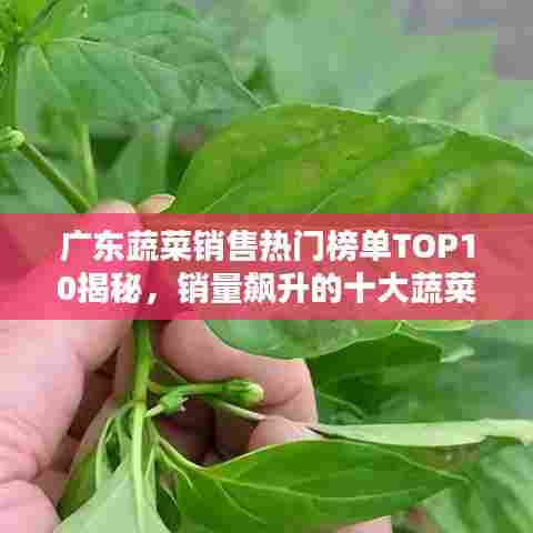 广东蔬菜销售热门榜单TOP10揭秘，销量飙升的十大蔬菜品种！