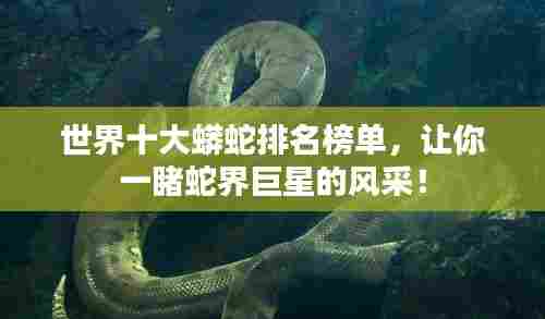 世界十大蟒蛇排名榜单，让你一睹蛇界巨星的风采！