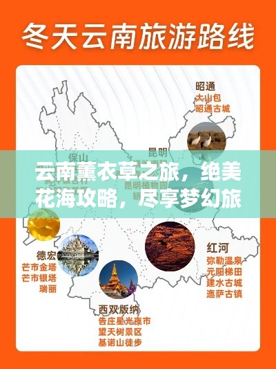 云南薰衣草之旅，绝美花海攻略，尽享梦幻旅程！