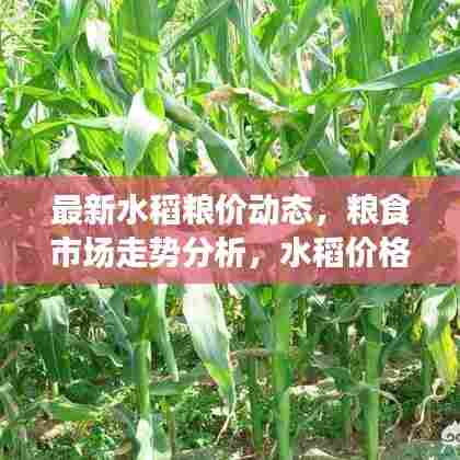 最新水稻粮价动态，粮食市场走势分析，水稻价格实时查询
