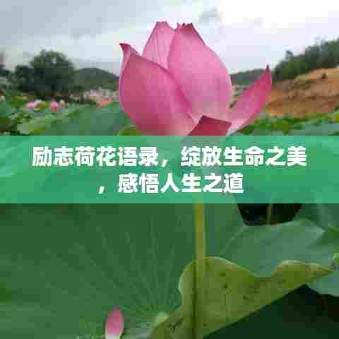 励志荷花语录，绽放生命之美，感悟人生之道