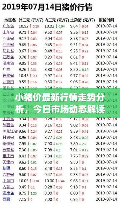 小猪价最新行情走势分析，今日市场动态解读