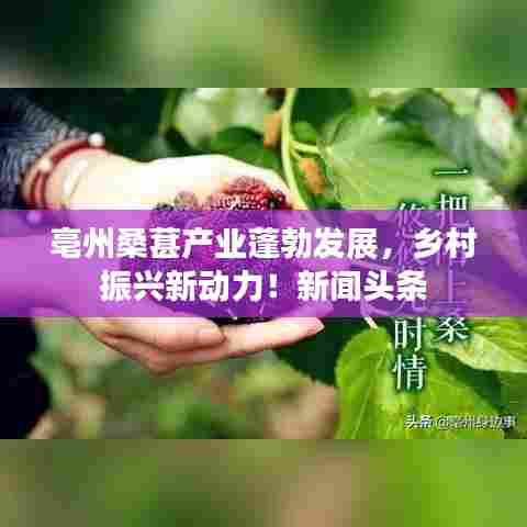 亳州桑葚产业蓬勃发展，乡村振兴新动力！新闻头条