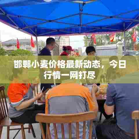 邯郸小麦价格最新动态，今日行情一网打尽