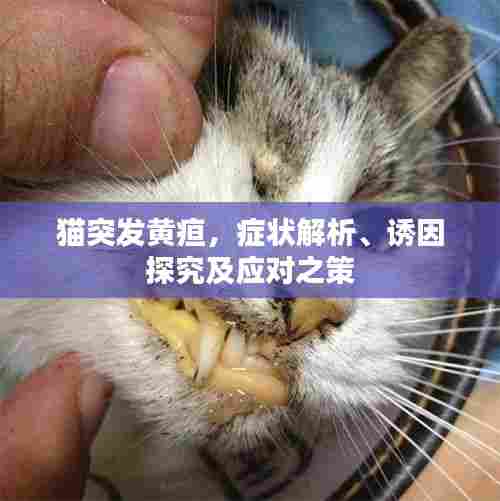 猫突发黄疸，症状解析、诱因探究及应对之策