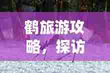 鹤旅游攻略，探访自然之美，领略鹤舞翩翩的魅力