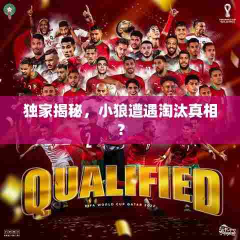 独家揭秘，小狼遭遇淘汰真相？