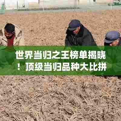 世界当归之王榜单揭晓！顶级当归品种大比拼
