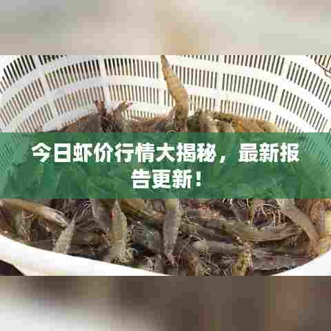 今日虾价行情大揭秘，最新报告更新！