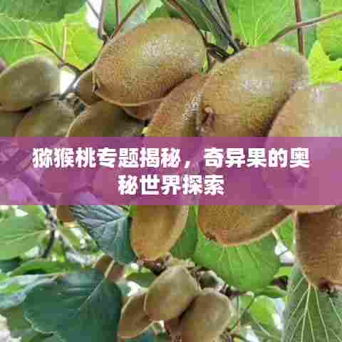 猕猴桃专题揭秘，奇异果的奥秘世界探索