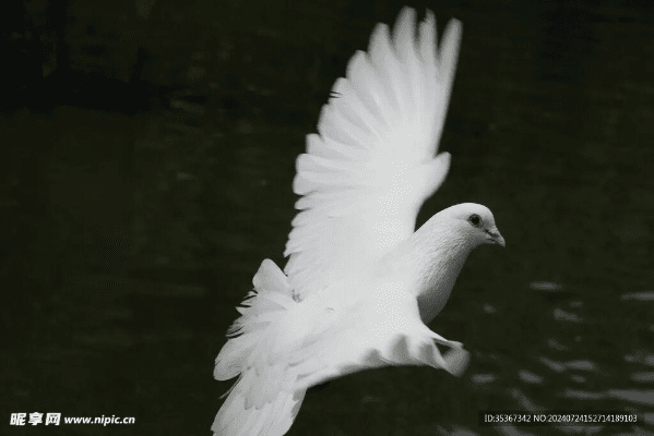 白鸽官方下载,互动策略解析-影像版_v3.209