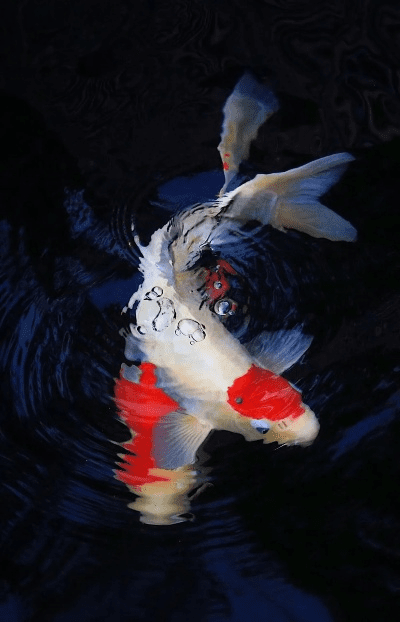 官方锦鲤壁纸下载,系统化说明解析-策略版_v6.438