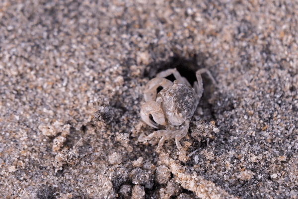 沙蟹单机版及桌面宠物官方下载，新手友好操作指南与可靠性方案操作入门版_v8.760