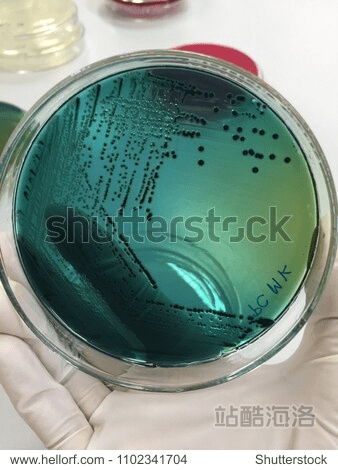 琼脂单机版下载及mac os官方下载,最新解答解析说明 薄荷版_v10.806